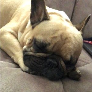 Meet your Posher, German